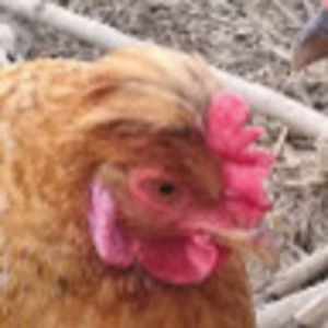 Meet your Posher, Squeeba